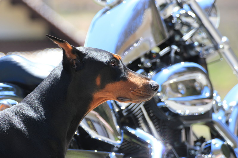 犬とハーレー